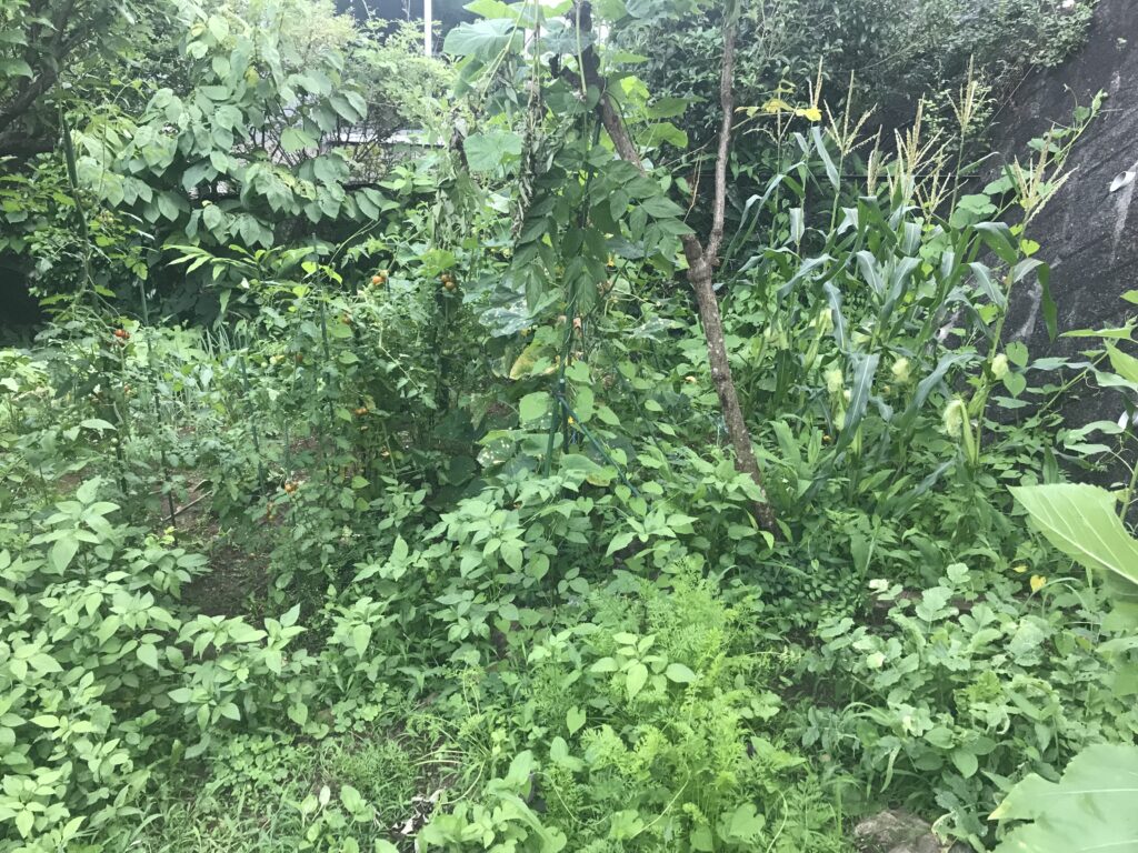 畑の雑草